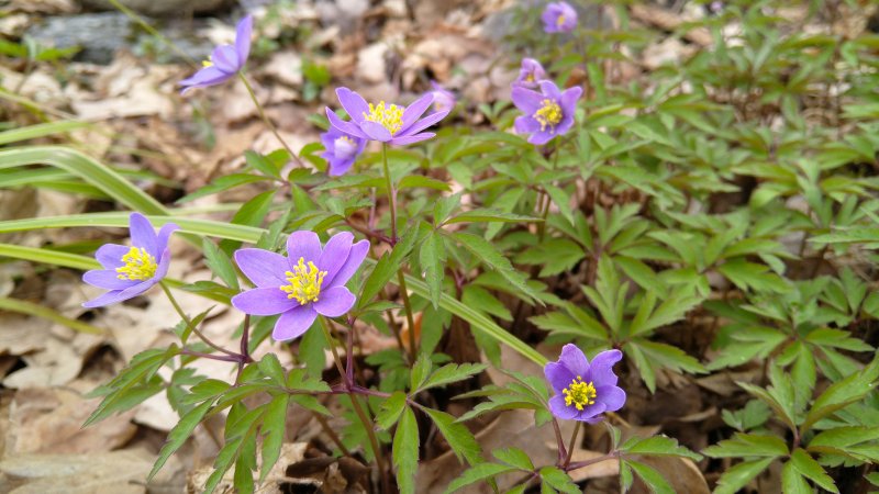Anemone nemorosa 'Royal Blue' Ветреница дубравная